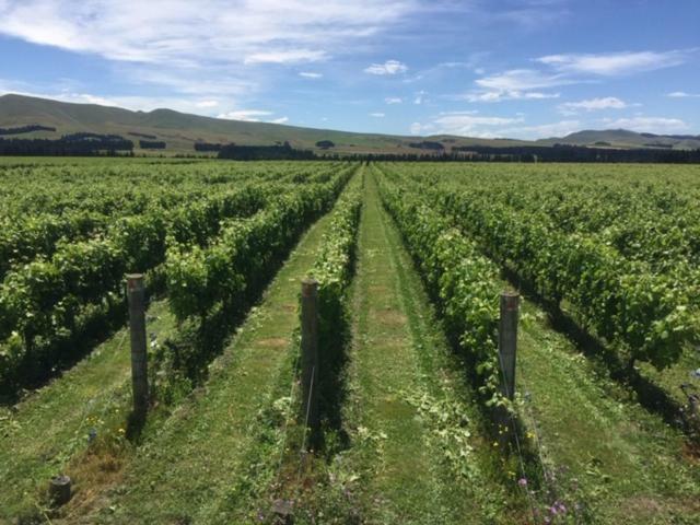 Romantic Vineyard Getaway Waipara Bagian luar foto